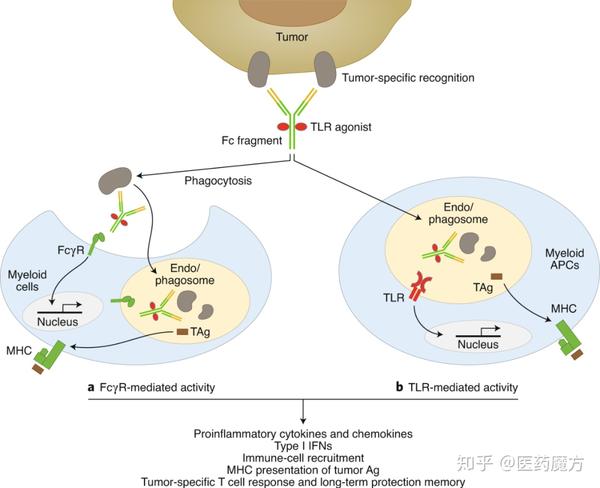 新一代癌症免疫疗法「ISAC」来了:实现肿瘤完全消退,临床试验进行中 | Nature子刊 - 知乎