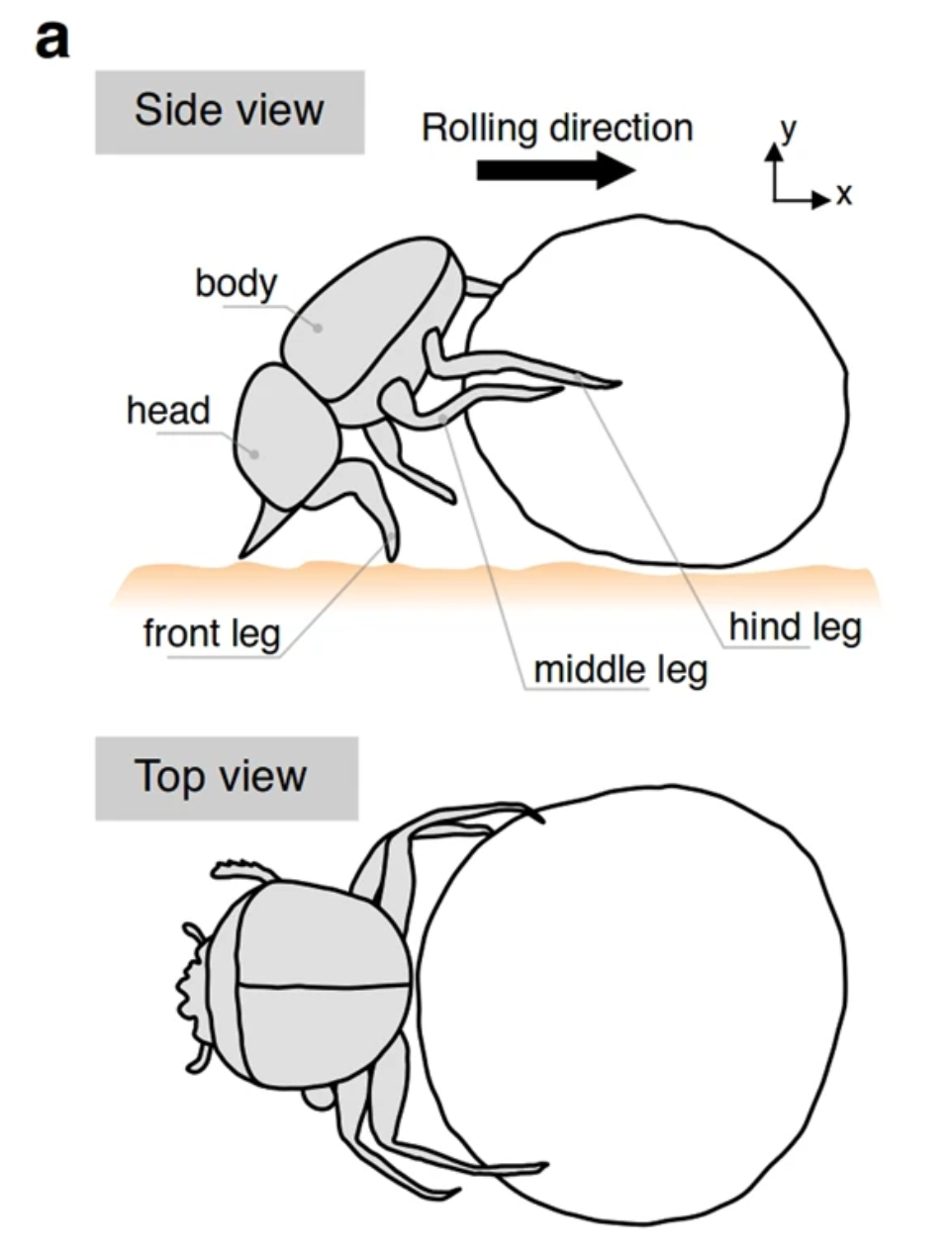 为什么屎壳郎能把粪球推那么圆