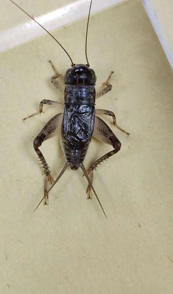 蟋蟀王可遇不可求 玩品牌蟋蟀聊天记录 知乎