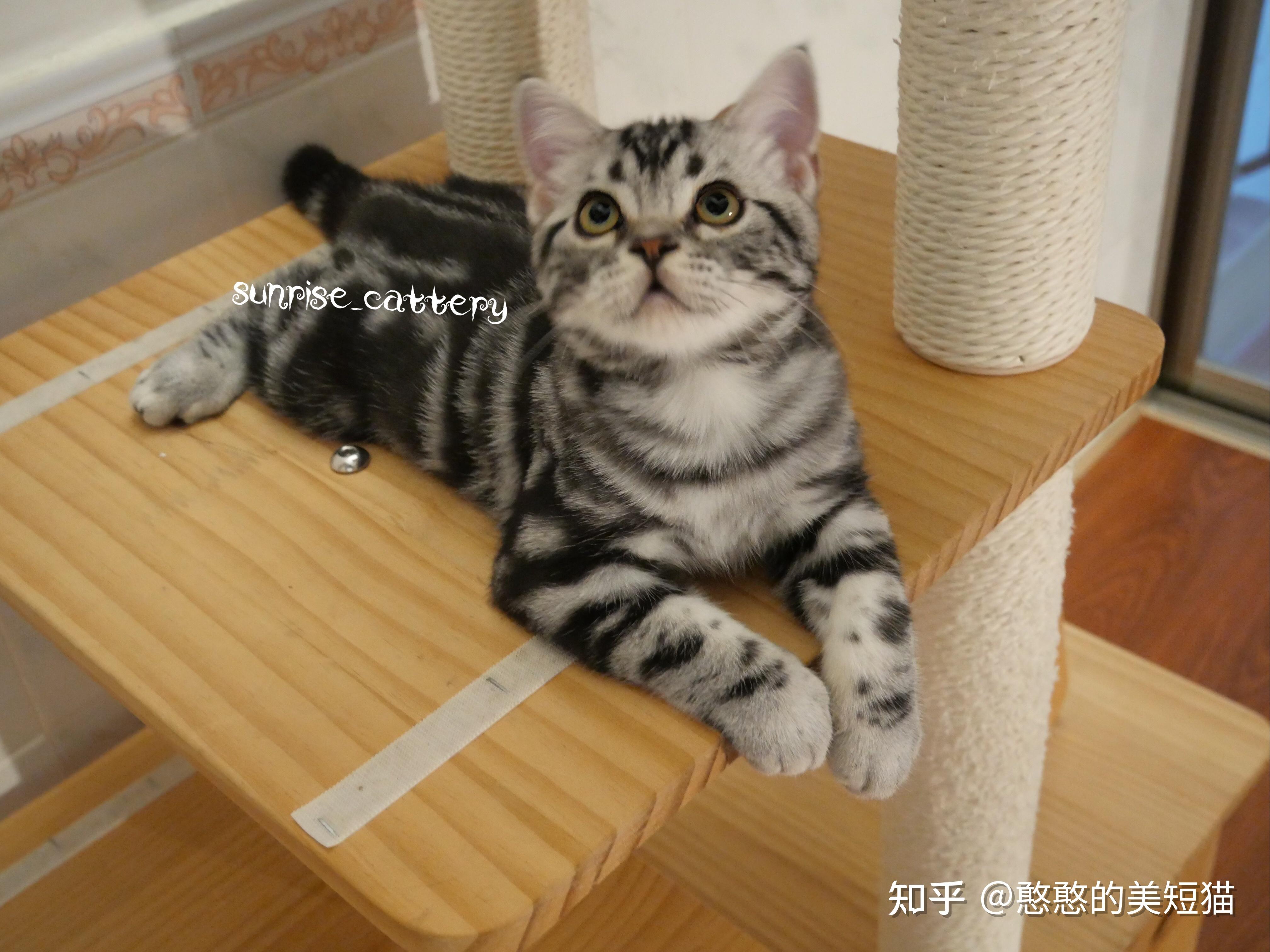 甜美的银虎斑宝宝,丰满的嘴套,眼睛还在慢慢变绿,油亮对比度强的花纹