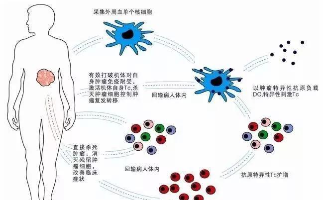 免疫細胞與健康的八大關係值得了解一下