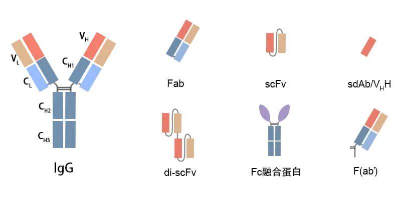 嵌合抗原受体(car 常规表达载体