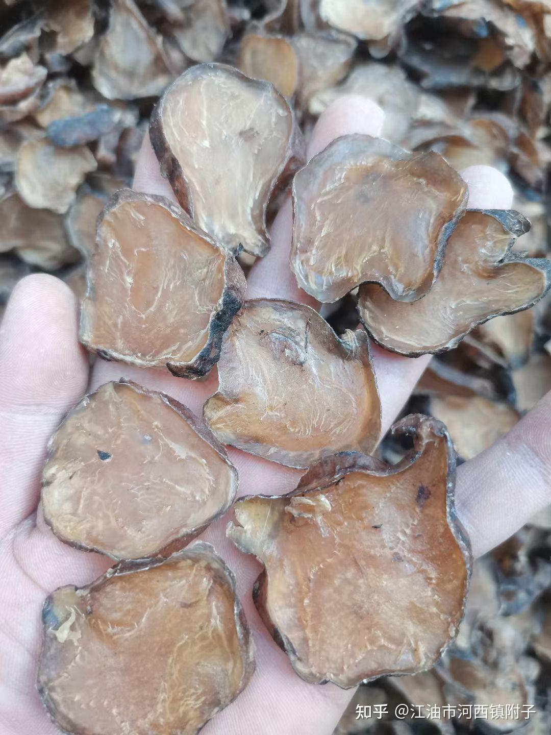 怎么判断附子的真假?