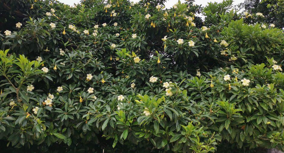 意难忘61适应环境的灰莉