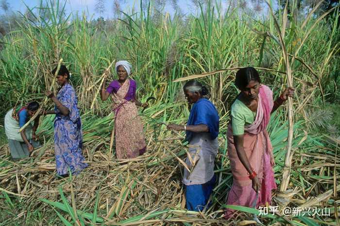 这些农民继续举行抗议示威,要求废除印度政府制定的新农业法