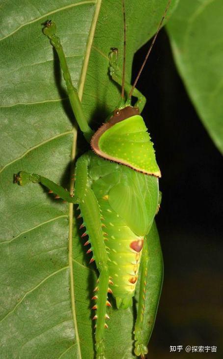 女大学生在寝室发现巨拟叶螽,网友评论称「以为是个
