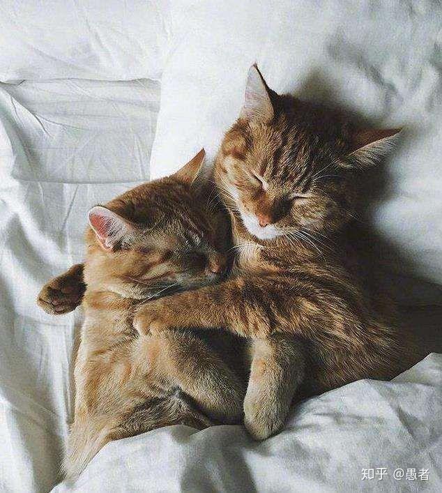 大坏蛋不怕有我就有家