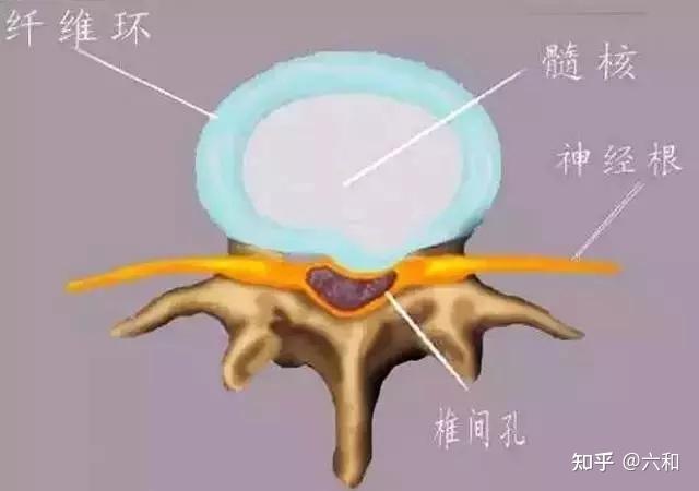 腰椎使用說明書