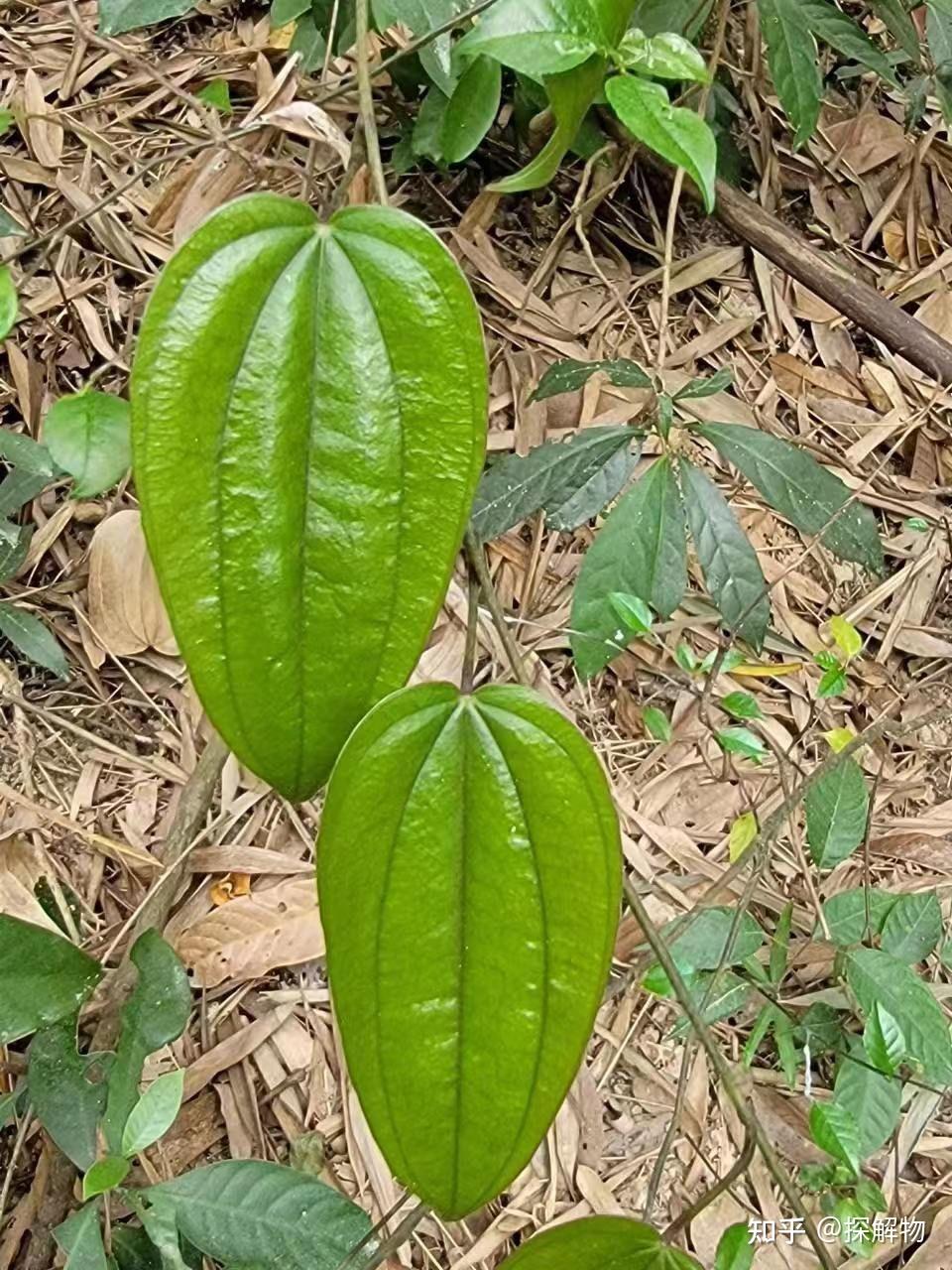请问这是什么植物藤? - 知乎