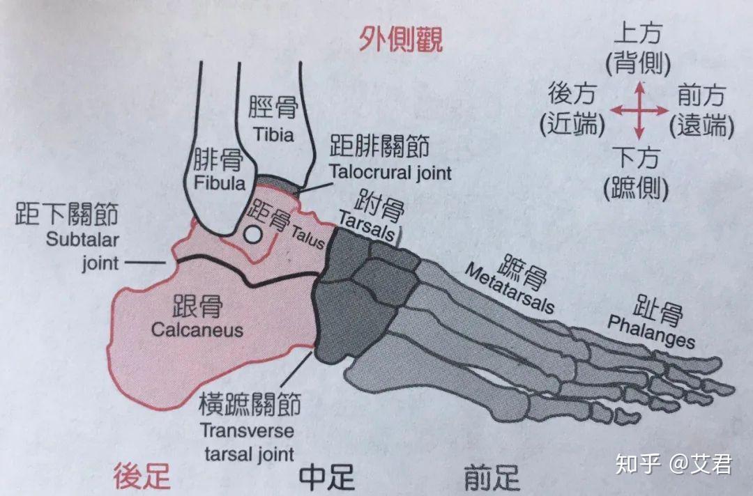 首先我们还是再来回顾一下脚的结构上一期我们讲的是前足的跖趾关节