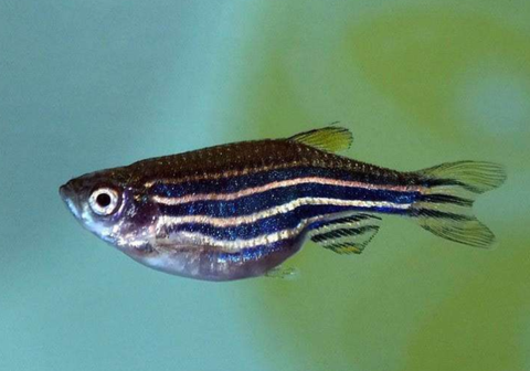 查看更多简介斑马鱼(barchydanio rerio var),又名蓝条鱼,花条鱼,斑马