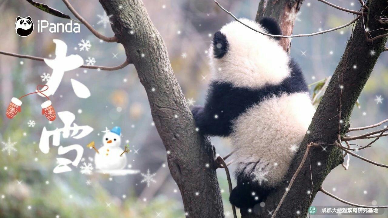 有可爱的熊猫头像吗? - 知乎