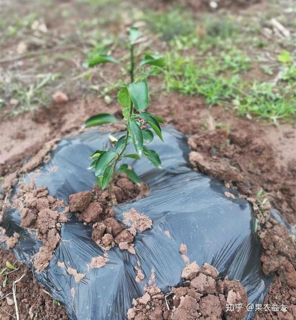 在乾旱,多風地區,則需要在果苗主幹上套一個細長形的塑料袋,以防出現