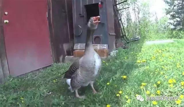 土家老鹅直播回放 v2-9977ddc7f271092e61fd7a2438fefb14_r.jpg