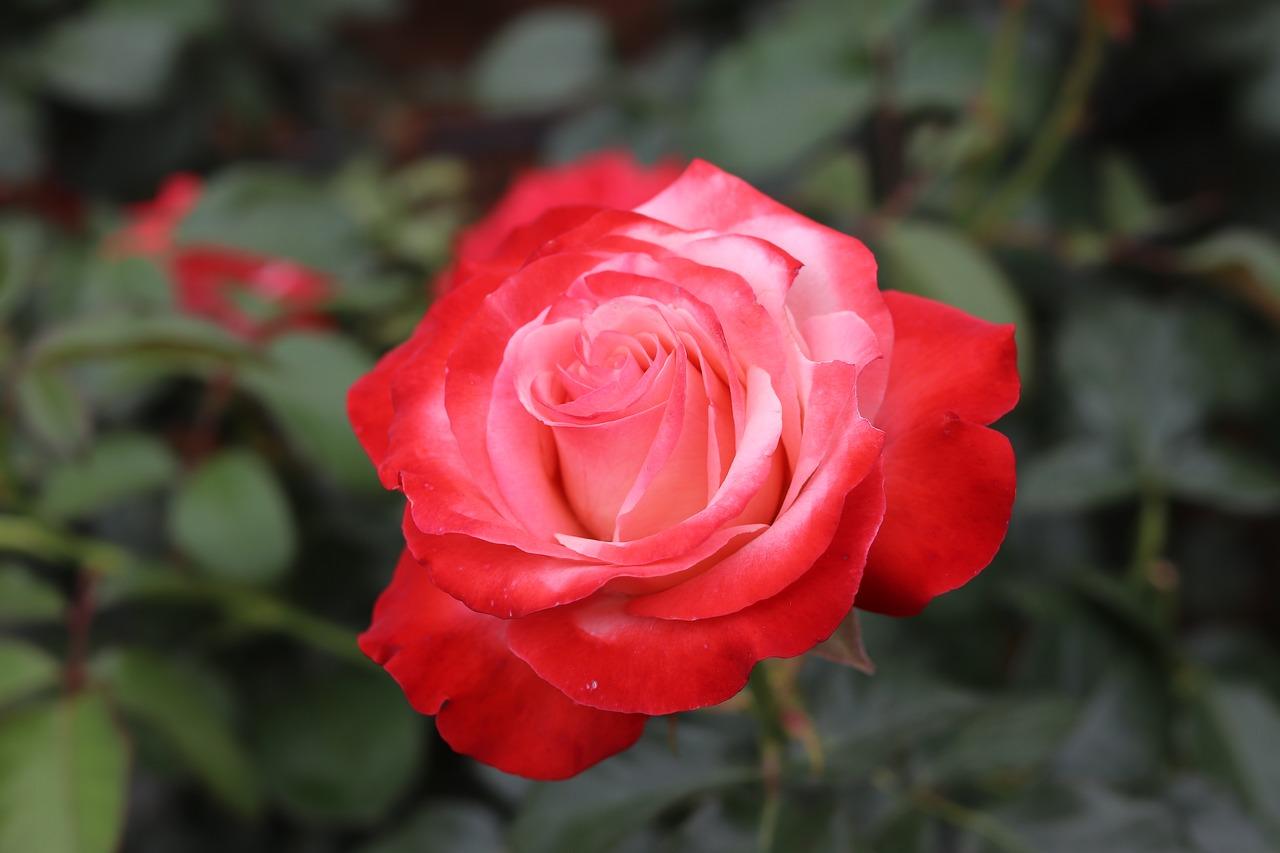 2. 风格搭配指南