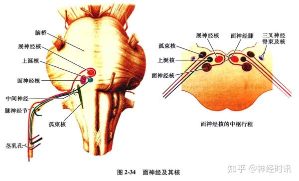 中枢神经系统疾病定位诊断图解——脑桥的解剖生理及定位诊断 - 知乎