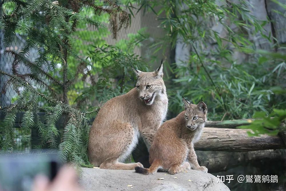 中国本土的猫咪是怎么起源的? - 知乎