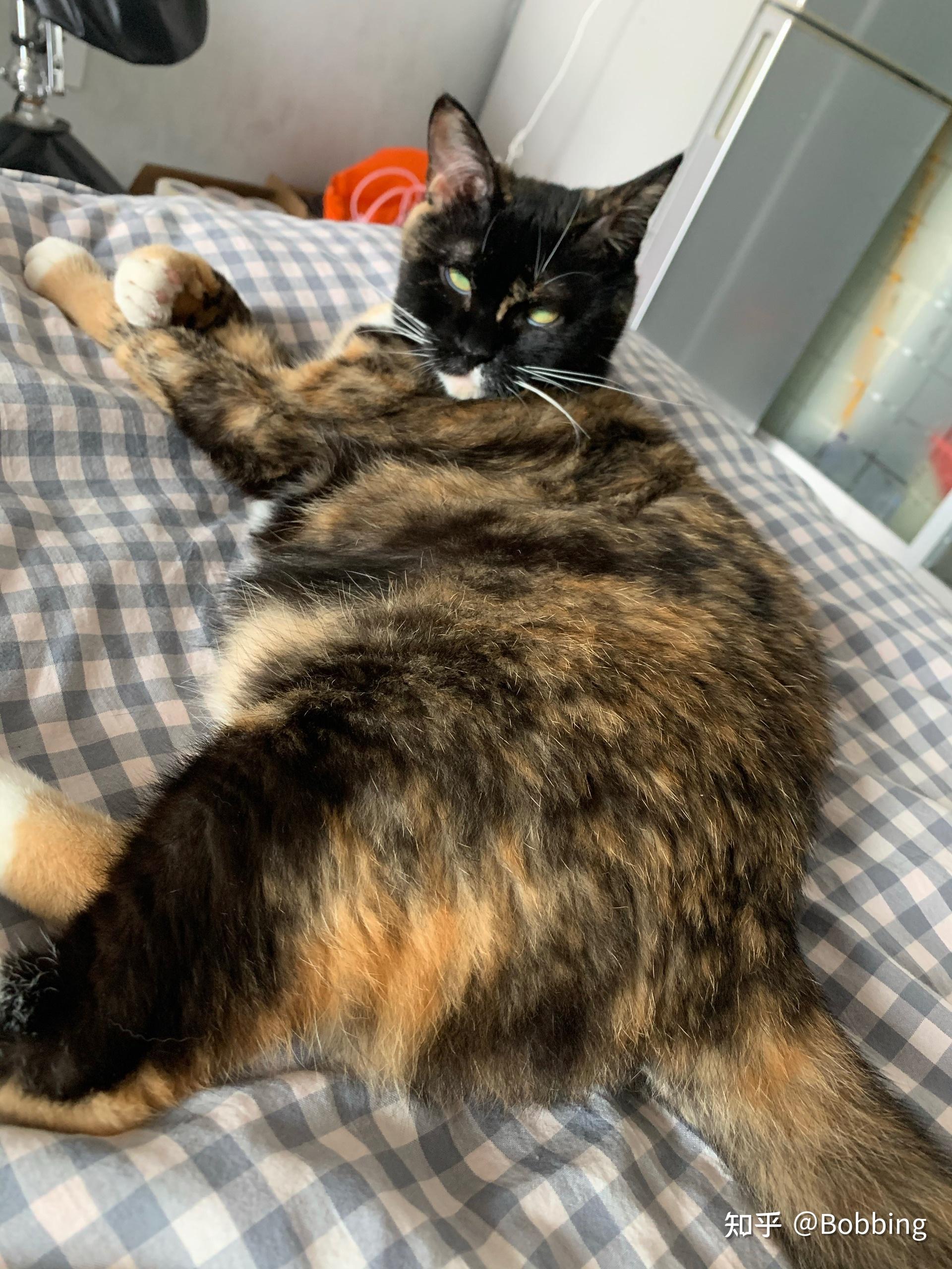 玳瑁色的猫脾气很好是不是真的呀