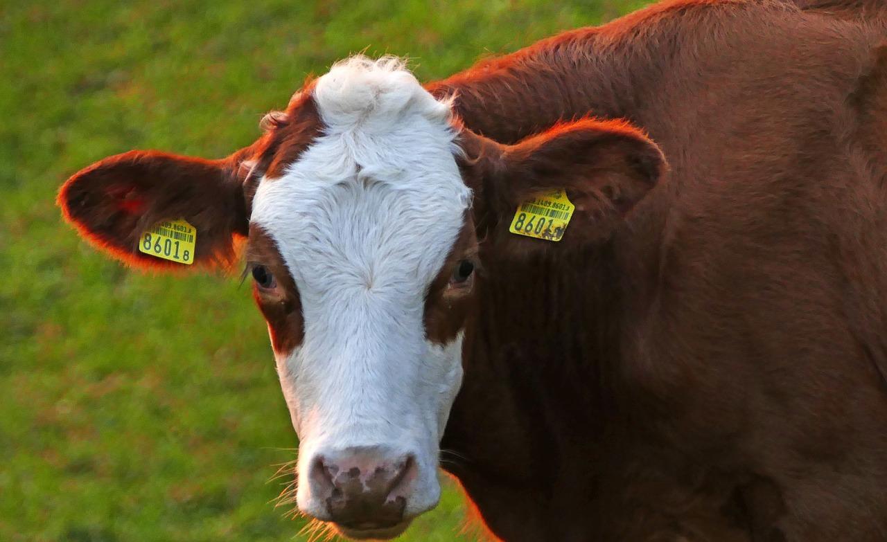 3. 平鱼批发价格