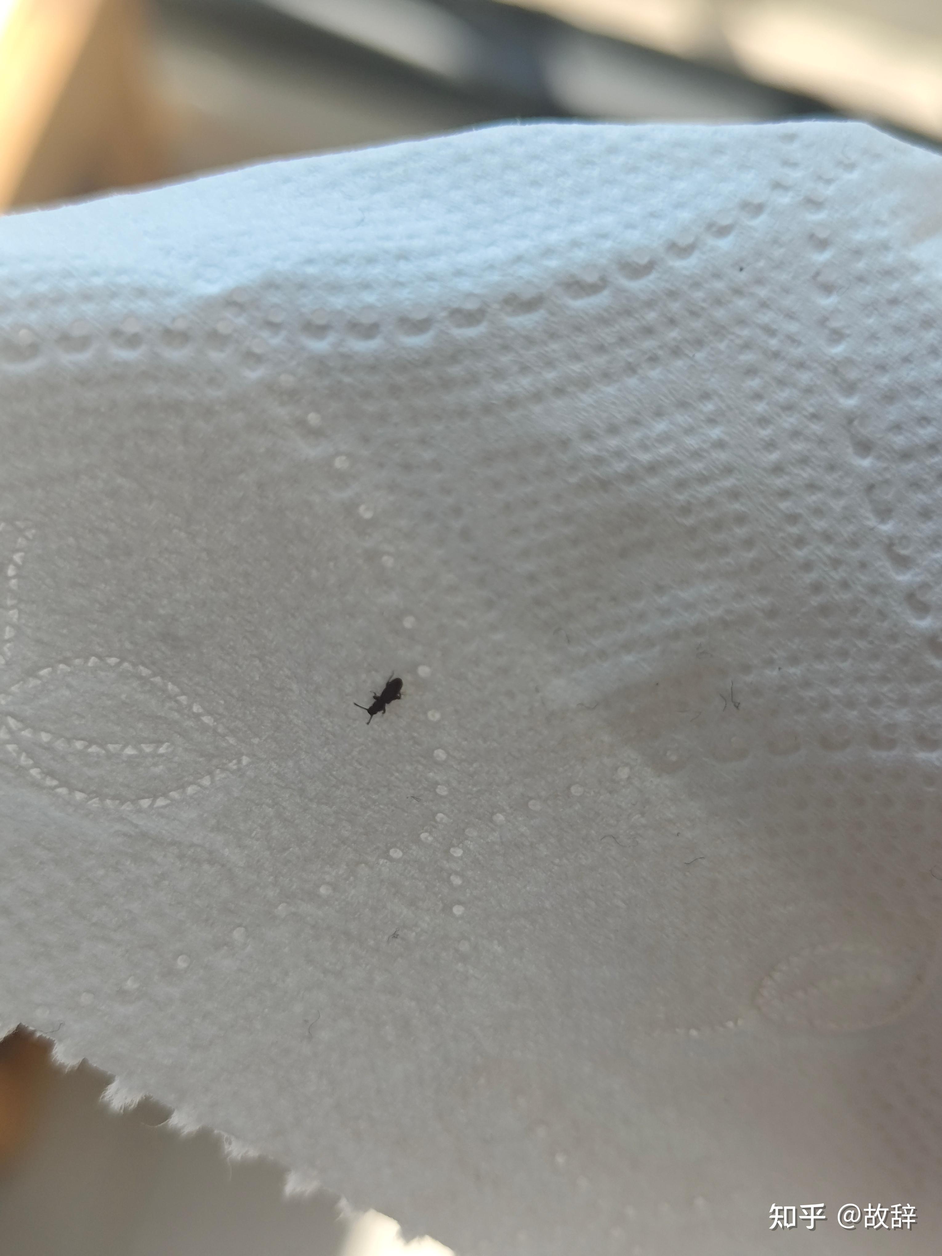 这是什么虫子大米里和芝麻里面有床上和地上也有