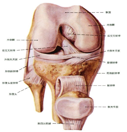 前十字韧带(交叉韧带)撕裂&断裂必须要手术吗,手术副作用有多大?