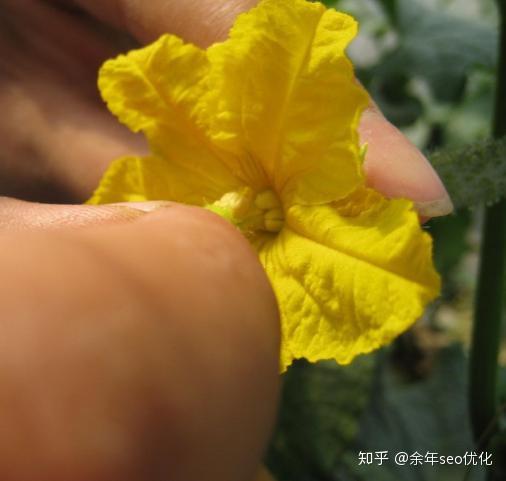 一般要兩三天後,看到雄花已經掉落,雌花上面的花雖然也在漸漸萎縮