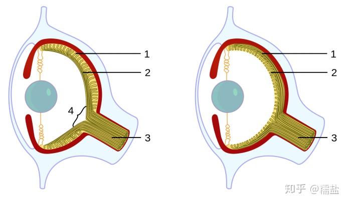 為電信號,通過optic nerve(視神經)傳遞到visual cortex(視覺皮層)