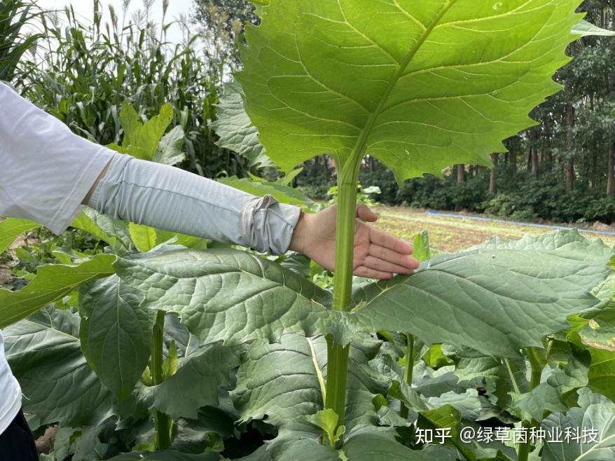 养殖有没有一年四季可以种植的牧草?"大叶蛋白菊"可收割15年