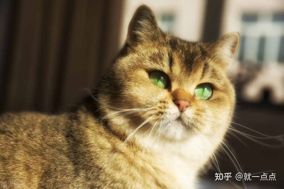 v2-99a86f96b27bcd105bc1ccd9c5762b38_r.jpg