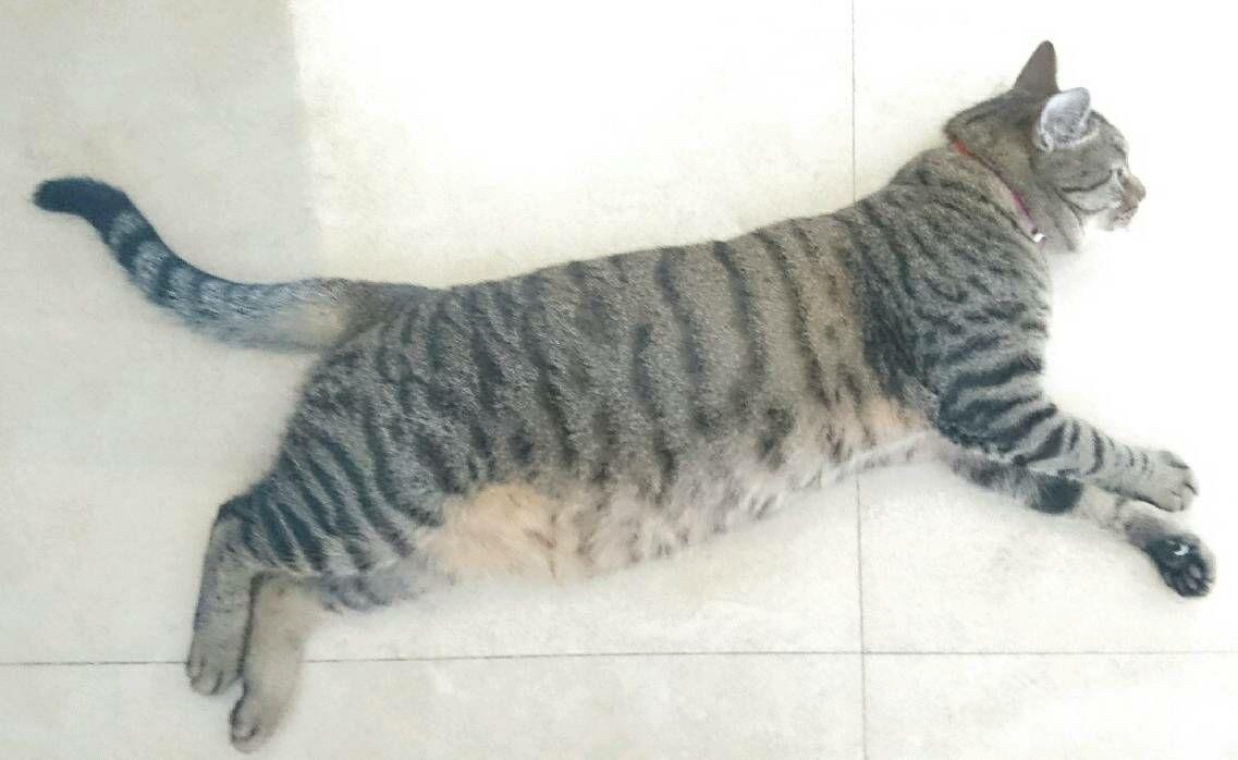 一只猫多重算正常 v2-99a9786df7f8b093818a5cf1a4315cab_r.jpg