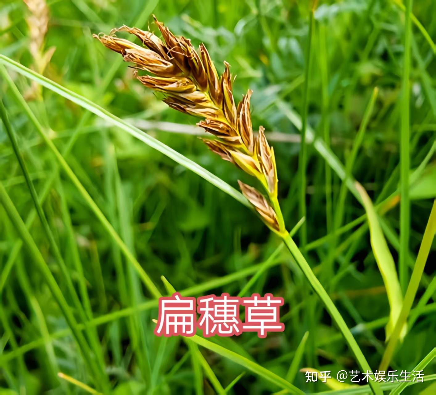 莎草科的29种代表植物 - 知乎