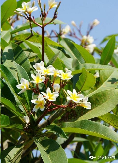 蓝妖:鸡蛋花为什么不开花?做好这5点,一年开花大半年!