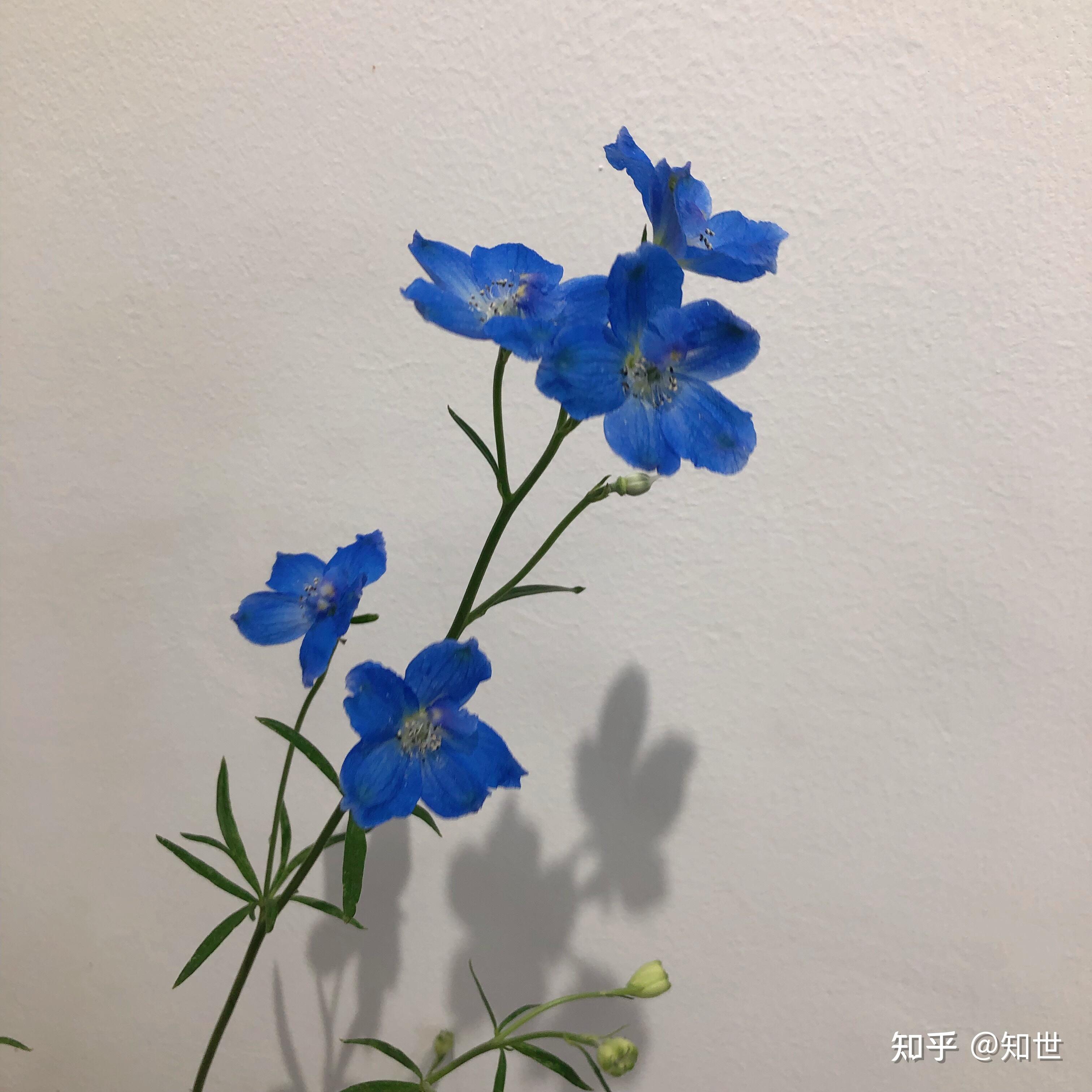 有无蓝色的花头像或背景图,蓝色系 有花的元素也可以,最好花本色是蓝