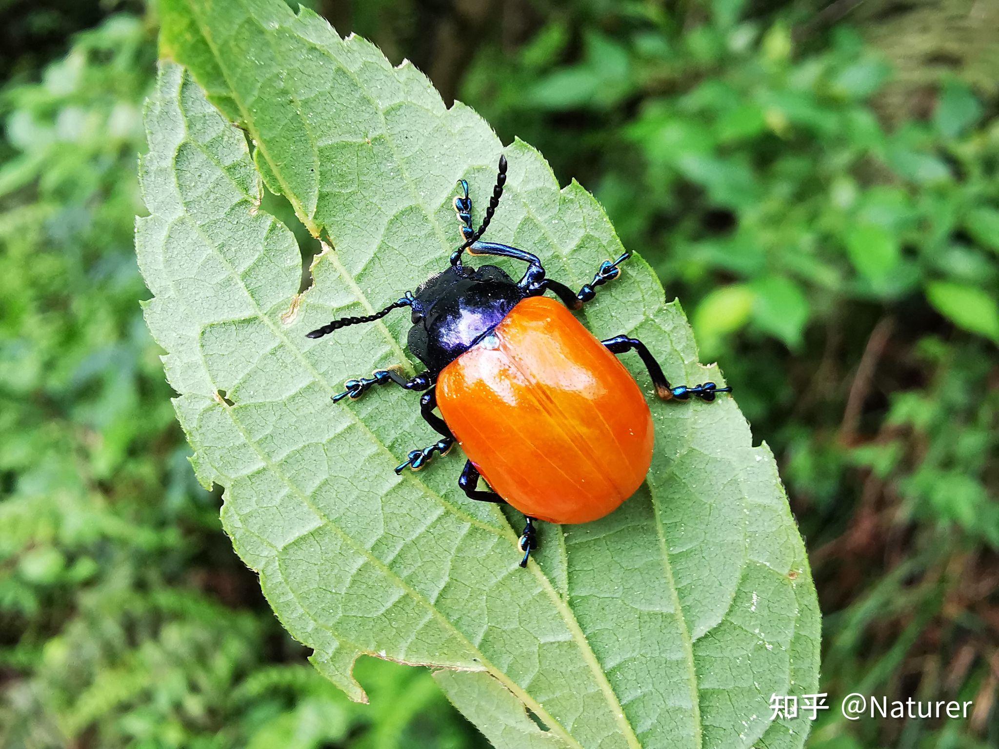 有人分享一下身边的鞘翅目昆虫么