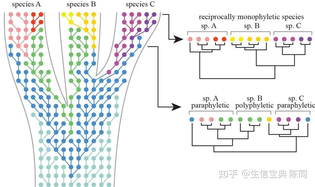 重建系统发育关系==分子数据建树？ - 知乎