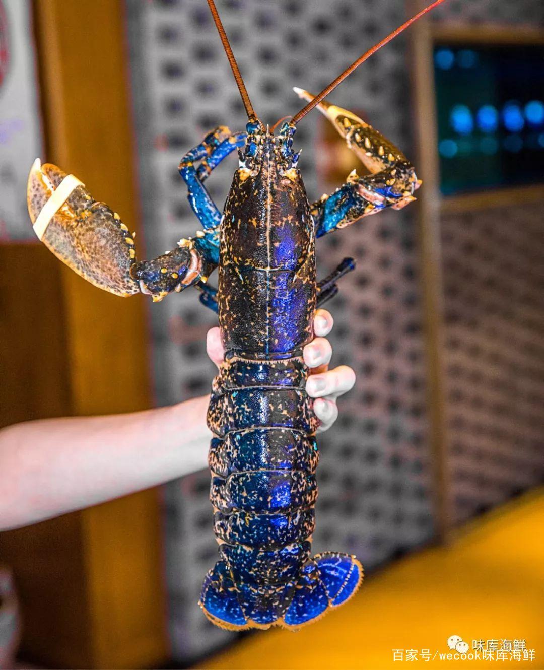 你见过得像陶瓷艺术品的大龙虾吗美得不像实力派
