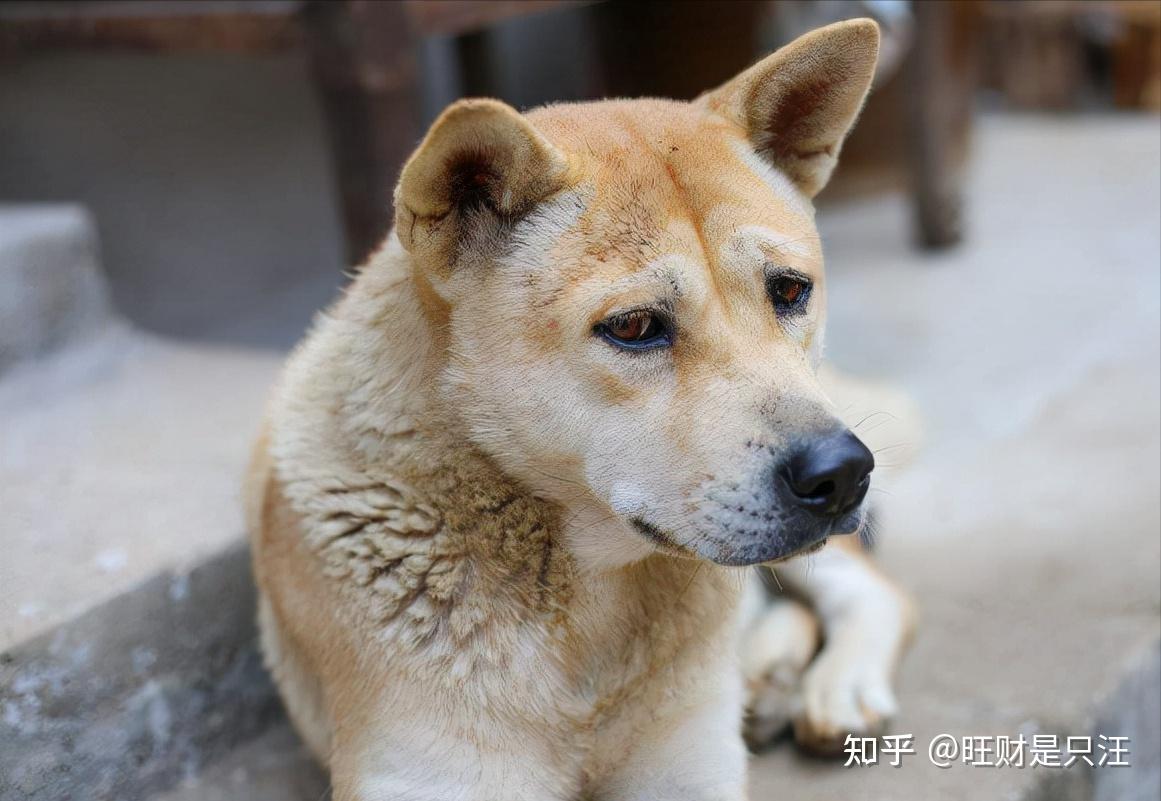 中华田园犬养了就上瘾的原因