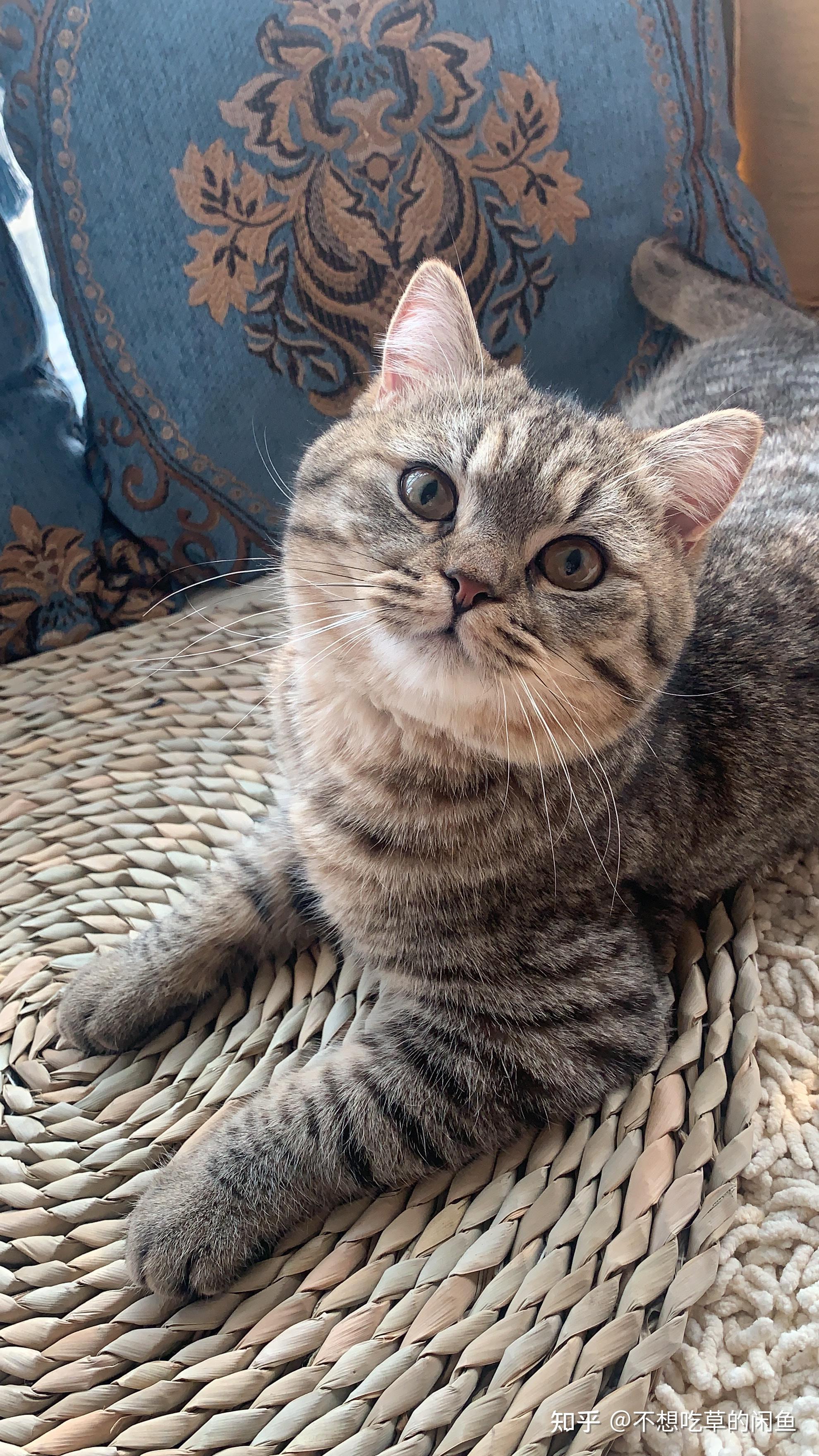 狸花和英短的串串是啥样的? - 知乎