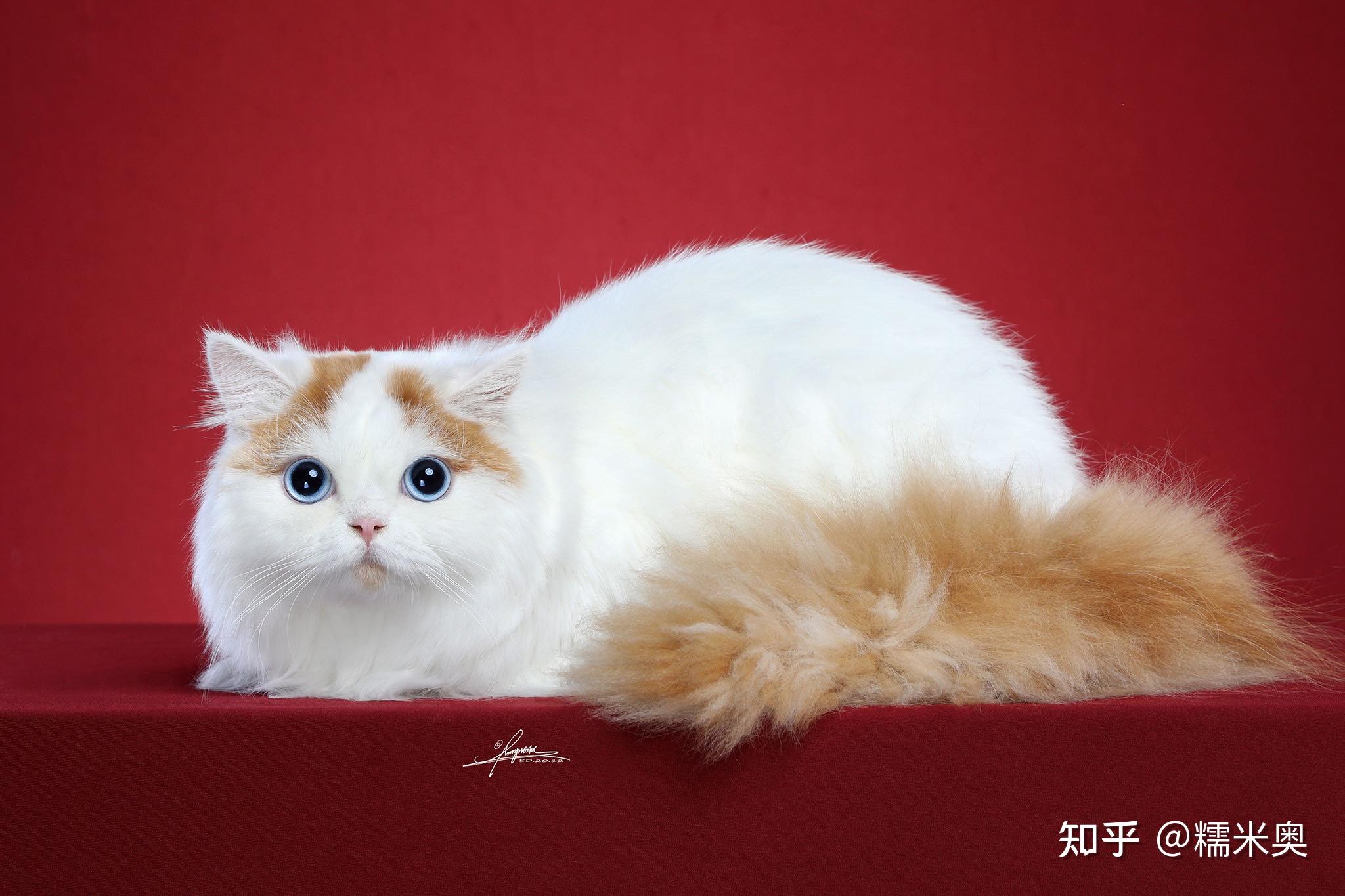 曼基康短腿猫的价位大概在多少