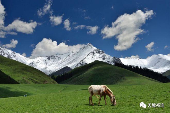 高温酷暑我要去清凉的祁连山大草原打个滚