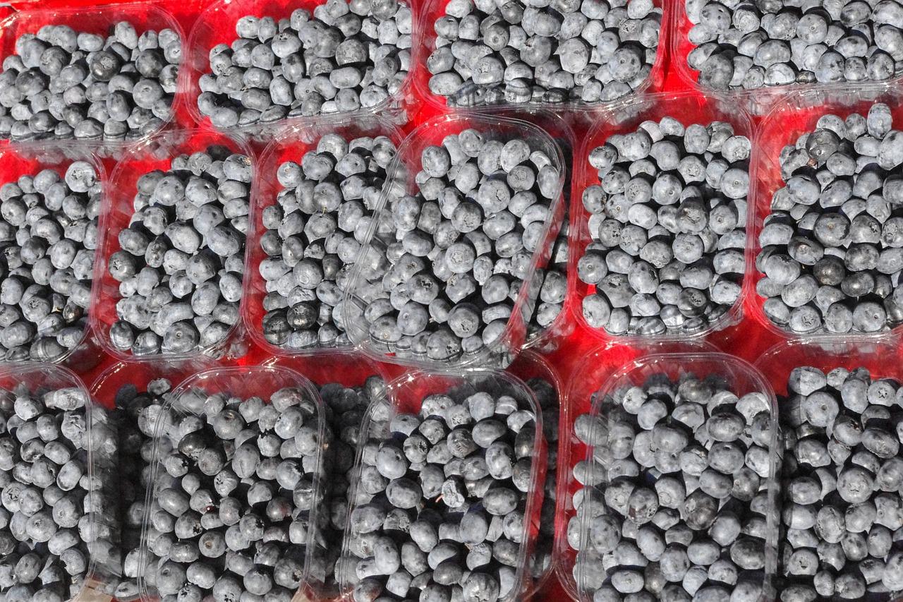 蓝莓是什么样子