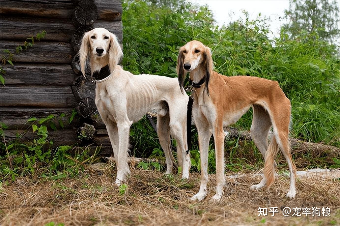 根据生长区域不同,细犬大致可以分为河北细犬,山东细犬,蒙古细犬,陕西