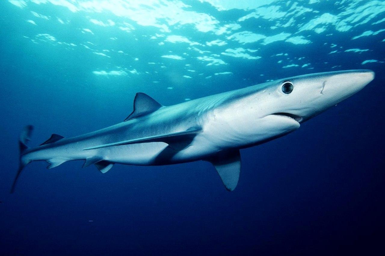 用户照片-Carcharhinus melanopterus-乌翅真鲨-喵潜AI鱼类辨识 FISH ID - 你的在线鱼书