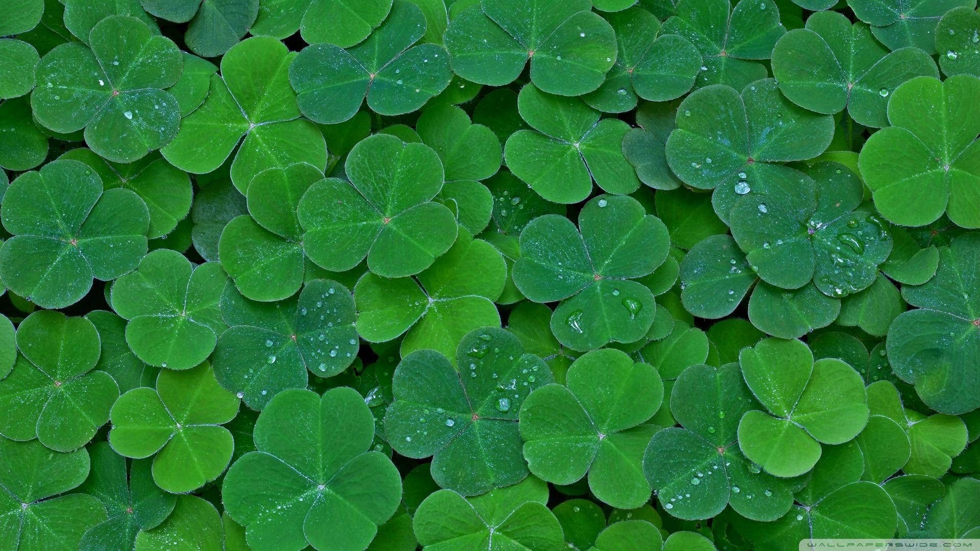 有哪些好看个性舒心的电脑壁纸?