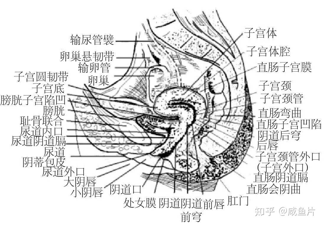 女性膀胱的位置图解图片