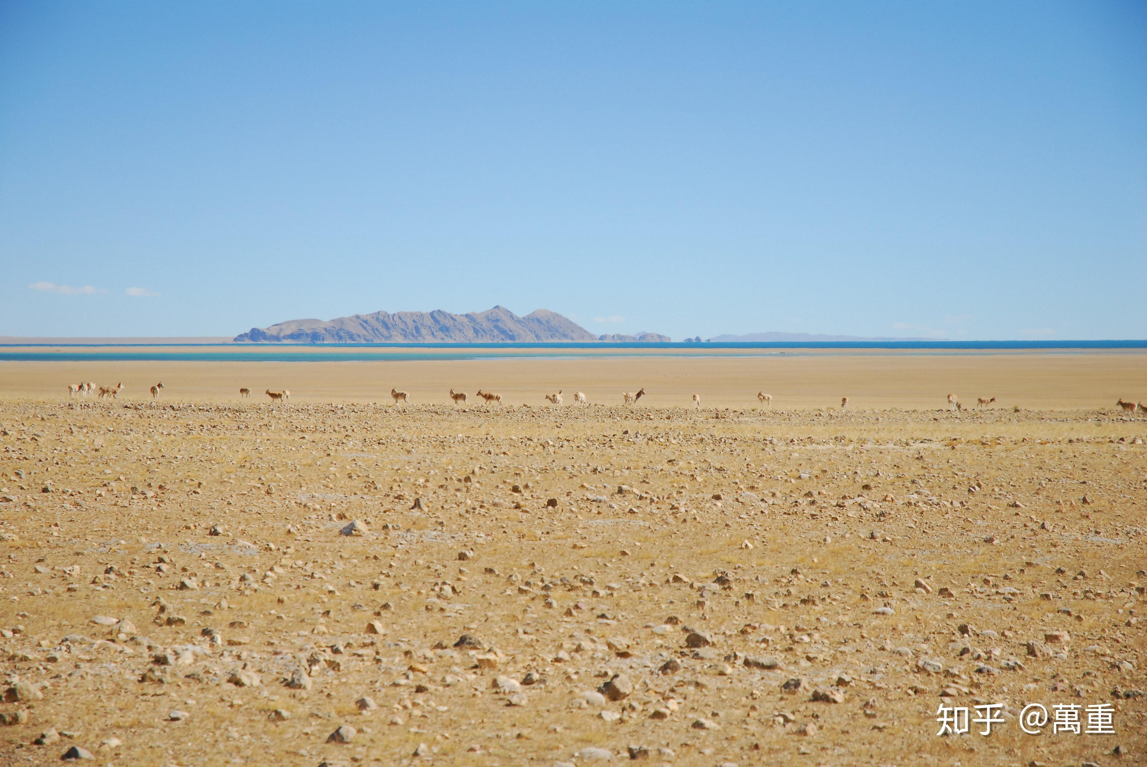 西藏小百科高原贵族藏羚羊附游客观赏指南