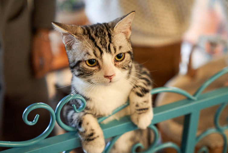 猫咪真的需要绝育吗 男猫女猫有什么差异 知乎