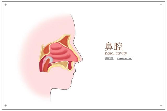 鼻中隔偏曲一定要手術嗎