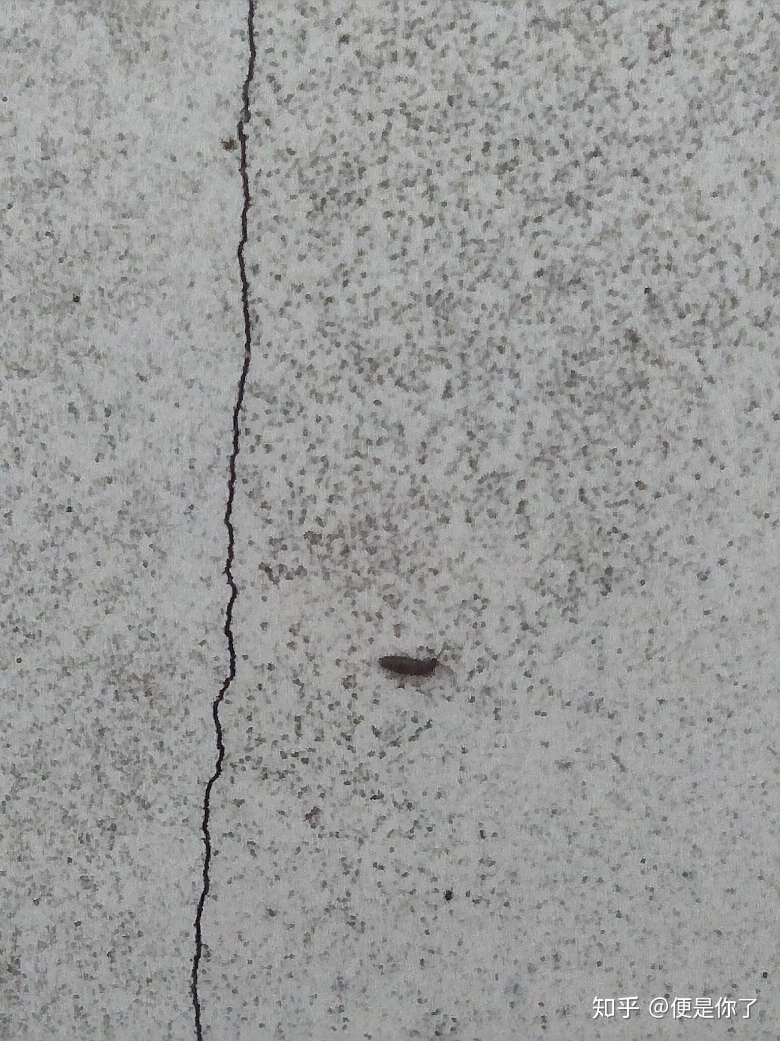 家里地板,洗手盆,墙壁都出现了极小的黑色小虫子,怎么办? - 知乎