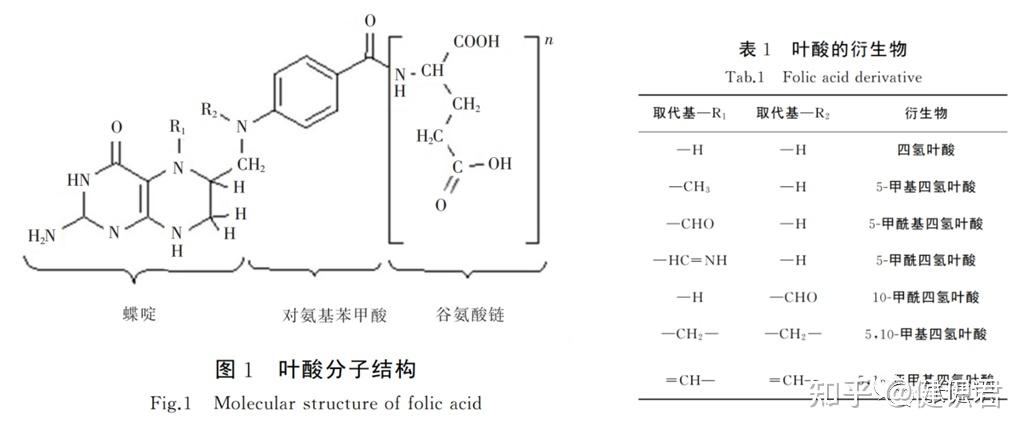 B族维生素系列(七):维生素B9(叶酸)(1)简介篇 - 知乎